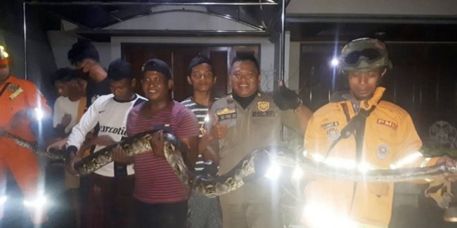 
					PMK dan Penyelamatan Tarakan Berhasil Evakuasi Ular Piton. Foto: IST 