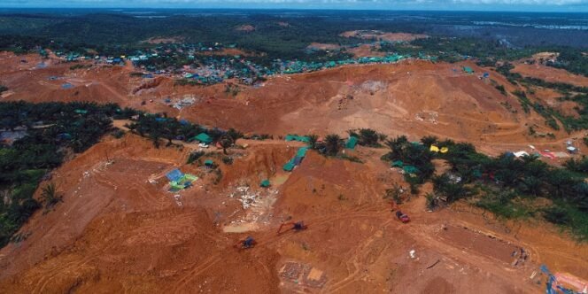 
					Tampak Pohon Sawit di Sekitar Galian Tambang Emas Sekatak. Foto: ist