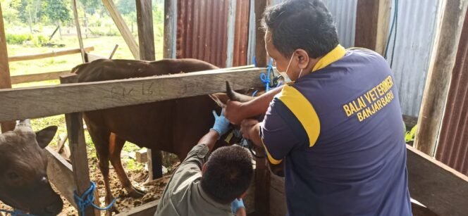 
					Tim bidang peternakan dan kesehatan hewan pada Dinas Pertanian, Pangan dan Perikanan Kabupaten Tana Tidung bekerjasama dengan Tim Balai Veteriner Banjarbaru melaksanakan pengambilan sampel serum darah ternak sapi yang masuk di Kabupaten Tana Tidung