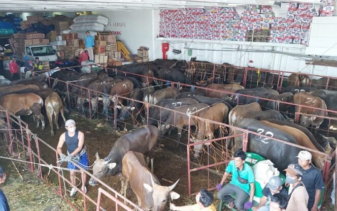 
					Ratusan Sapi asal Sulawesi Masuk Tiba di Tarakan. Foto: IST 