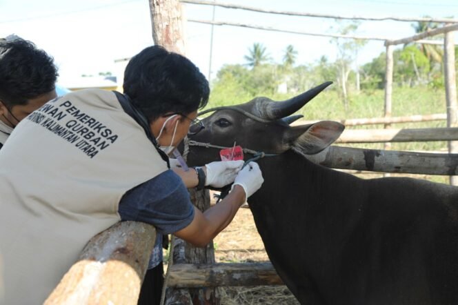 
					DIPASTIKAN SEHAT : Tim Pemeriksa Hewan Kurban Provinsi Kalimantan Utara memasang label pada hewan kurban yang dinyatakan sehat.Foto : Dkisp Kaltara
