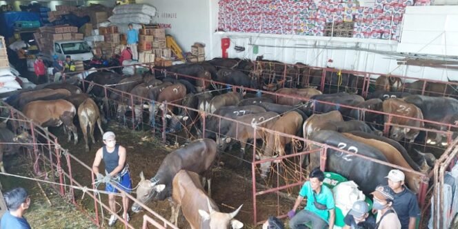 
					Ratusan Sapi Tiba di Tarakan Menggunakan Kapal Laut. Foto: ist