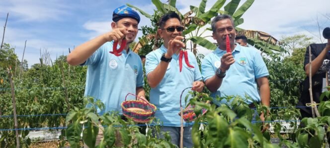
					Kepala KPwBI Kaltara Tedy Arief Budiman Melihatkan Hasil Panen Cabai Besar Merah Hasil Pertanian Kelompok Tani Flora Fauna Mandiri Tarakan. Foto: fokusborneo.com
