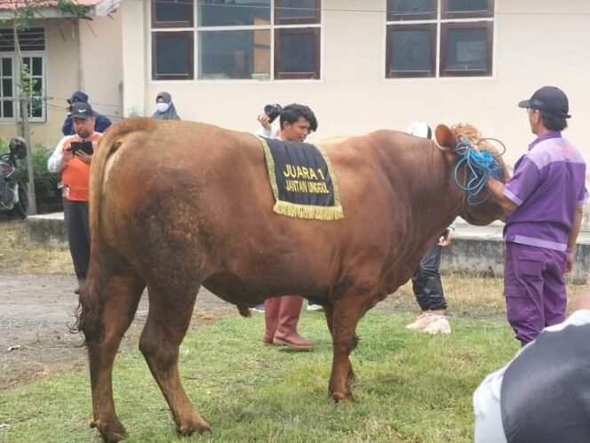 
					Kontes ternak sapi tingkat Kabupaten Bulungan bertempat di Rumah pemotongan hewan (RPH) Tanjung Selor, Kamis (13/10)