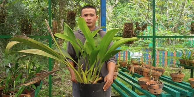 
					Sumpana Salah Satu Pekerja Kebun Raya Anggrek Tarakan Melihatkan Salah Satu Species Anggrek yang Tumbuh Subur. Foto: fokusborneo.com 