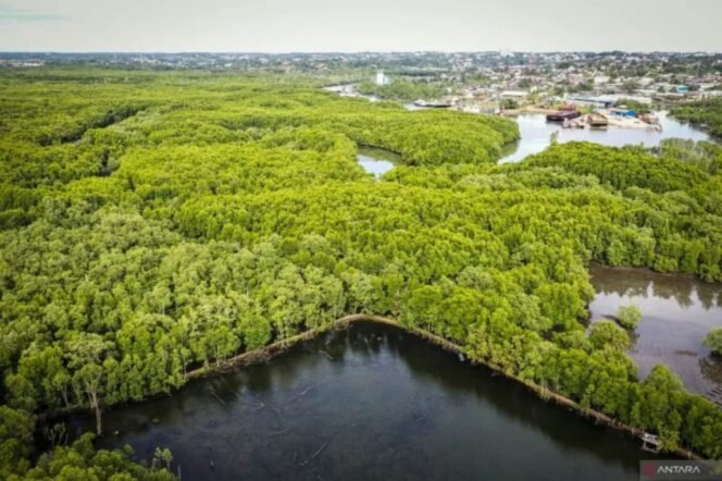
					Foto udara hutan mangrove Teluk Balikpapan, Kariangau, Kalimantan Timur, Senin (3/10/2022). ANTARA FOTO/Rivan Awal Lingga/hp.