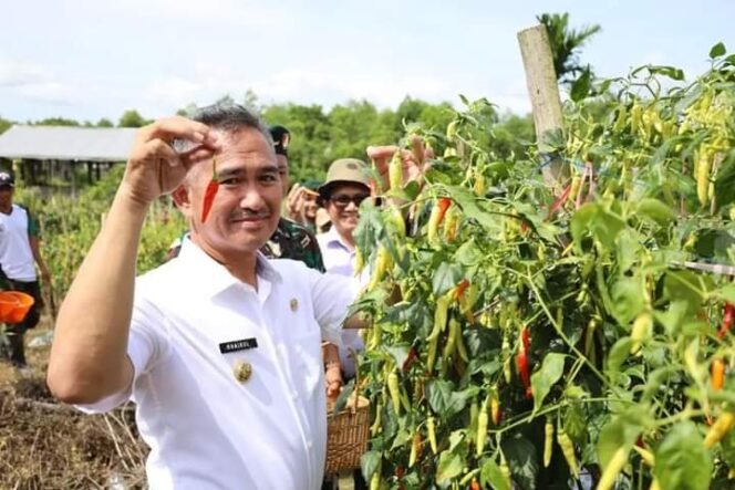 
					Walikota Tarakan dr. Khairul panen cabe di kunak. Foto : Humas Pemkot