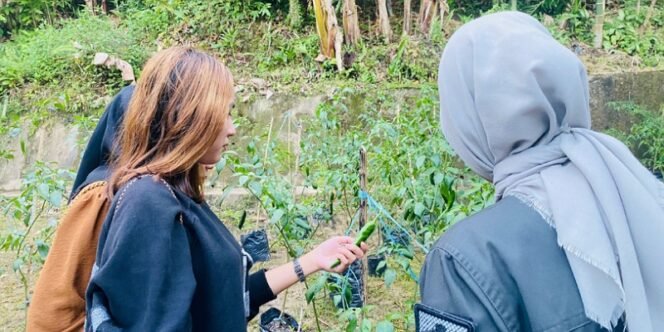 
					Klien Bapas Tarakan Sedang Memanen Cabai Program Klien Pemasyarakatan Berdaya. Foto: ist