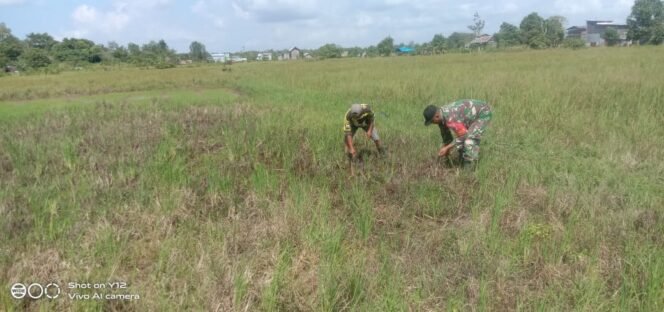 
					Babinsa Jajaran Kodim 0914/Tnt terus melaksanakan tugasnya dengan melakukan pendampingan terhadap para petani di wilayah Binaaan masing-masing sebagai upaya untuk mendukung ketahanan pangan.

