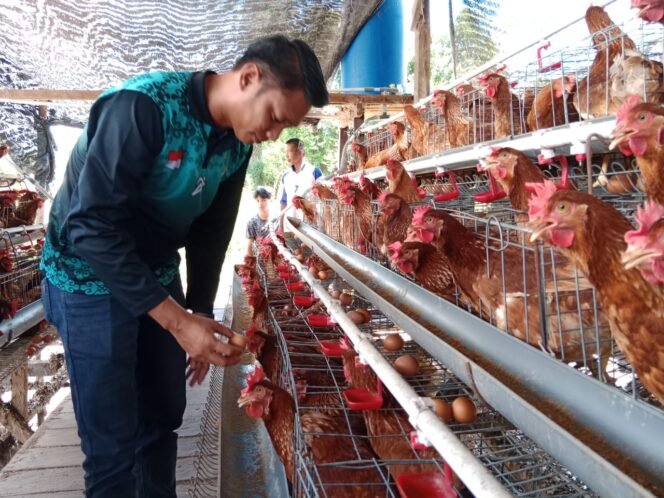 
					Keren! Bumdes Sengkong Tana Tidung Sukses Bangun Peternakan Ayam Petelur