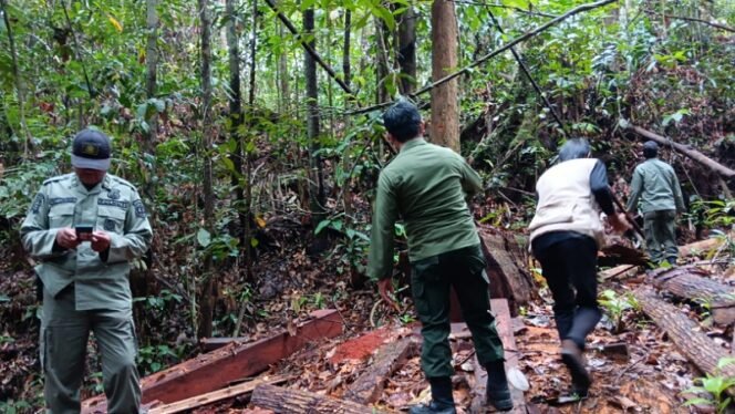 
					PENGAWASAN : Kegiatan pencegahan dan perlindungan oleh tim KPH Tarakan di area kelola pemegang izin yang berada di Desa Pimping, Tanjung Palas Utara, baru-baru ini. Foto: Tim KPH Tarakan 