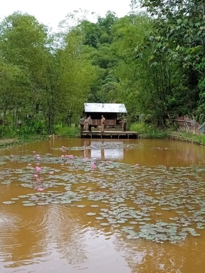 
					SILVOFISHERY : Salah satu KPS di Tarakan yang mengembangkan usaha silvofishery. Foto: KPH Tarakan 


