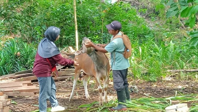 
					Pemkab Tana Tidung Pastikan Hewan Kurban Sehat dan Aman 

