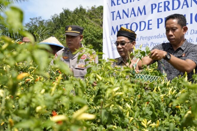 
					TANAM CABAI : Staf Ahli Bidang Hukum, Kebangsaan dan Pemerintahan Setrprov Kaltara, Roby Yuridi Hatman, S.Sos, M.T menghadiri panen dan tanam cabai dalam rangka pengendalian inflasi, Kamis (20/6/24)

