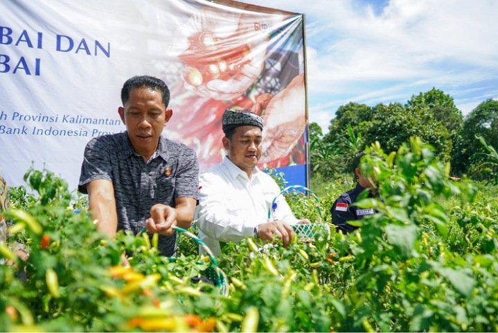 Tanam Cabai dengan Metode Proliga di Bulungan, Upaya BI Kaltara Tingkatkan Produksi