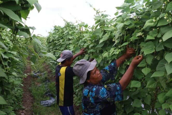 
					Salah satu hasil panen petani SP 6B yang meningkat usai bantuan eskavator dari Ashe membuat tanggul irigasi.