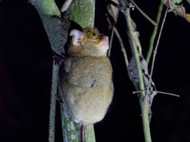 
					Cephalopachus bancanus. Foto: Internet 
