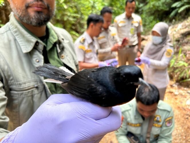 
					PELEPASLIARAN : BKSDA â€“ Balai Karantina bersama personel KPH Tarakan saat pelepasliaran 6 ekor burung Kacer dan Murai (5 ekor), Senin (14/10) siang.