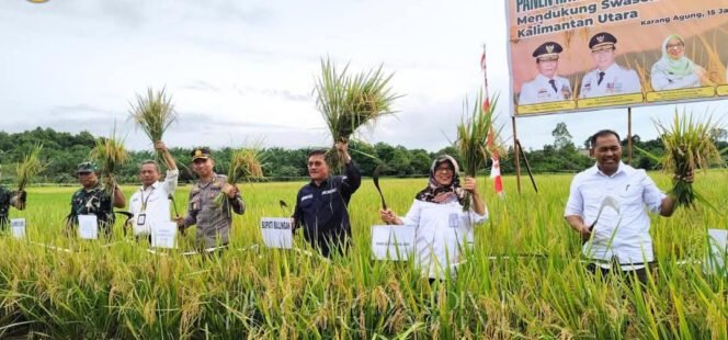 
					Panen bersama Poktan Harapan Baru Desa Karang Agung, Wabup Ingkong Ala bersama sejumlah instansi beberapa waktu lalu.