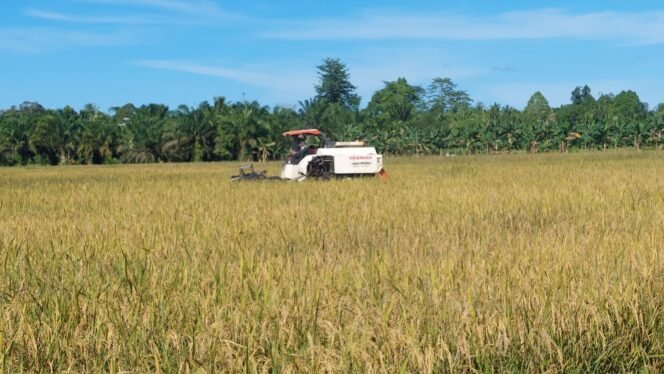 
					Harga Bervariasi, Akses jadi Kendala Penjualan GKP di Bulungan