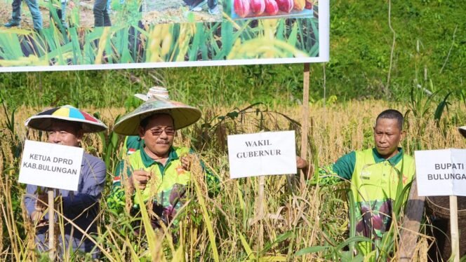 
					Wakil Gubernur (Wagub) Kalimantan Utara (Kaltara) Ingkong Ala, S.E., M.Si bersama Bupati Bulungan Syarwani, S.Pd., M.Si dan Forkopimda melaksanakan kegiatan Panen Padi Gogo di Lahan Perkebunan Desa Pejalin, Kecamatan Tanjung Palas, Rabu (9/4/25). 