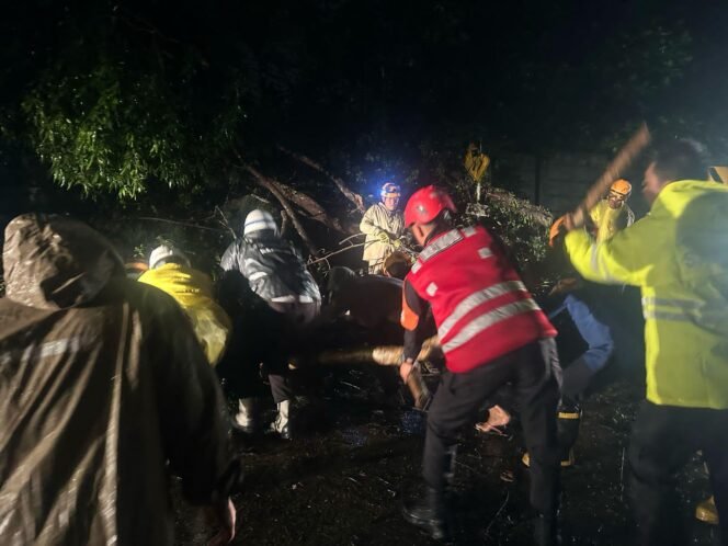 
					Aksi Cepat Brimob Kaltim Evakuasi Pohon Tumbang di Jl. Yos Sudarso Balikpapan