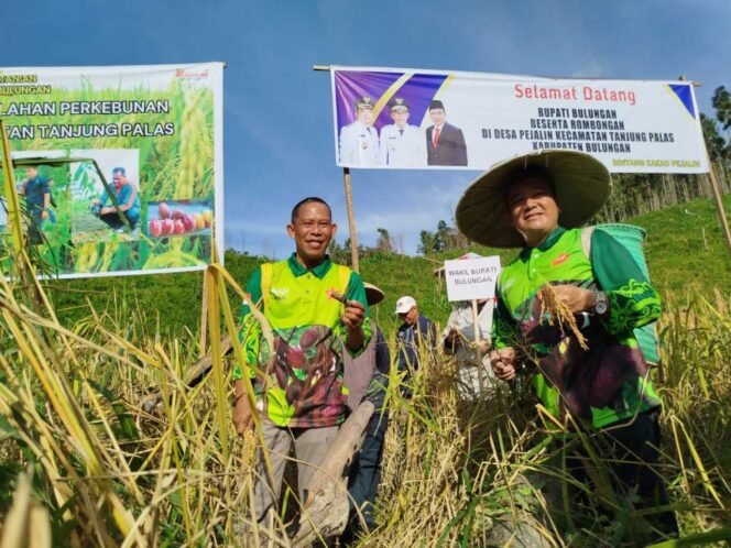 
					Kembangkan Potensi Padi Lokal, Syarwani Tegaskan ASN Wajib Konsumsi Beras Bulungan