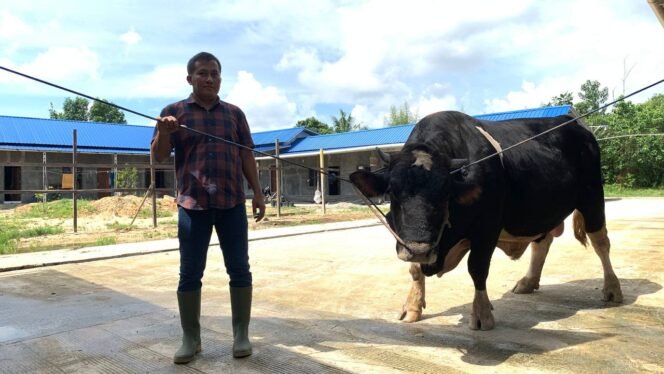 
					Presiden Hibahkan Sapi Kurban ke Balikpapan, Diserahkan ke Masjid Jami’al-Ullah Balikpapan
