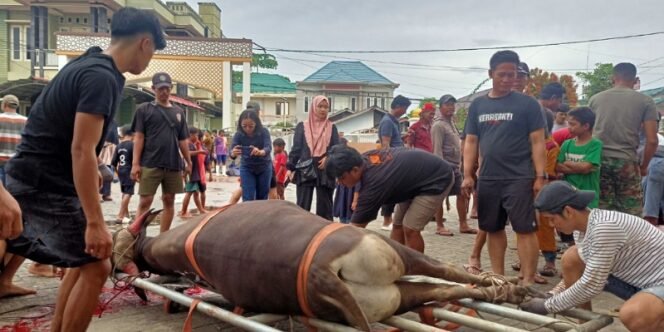 
					Warga LDII Tarakan Gotong Royong Potong Hewan Kurban di Momen Idul Adha 1446 Hijiriah. Foto: fokusborneo.com