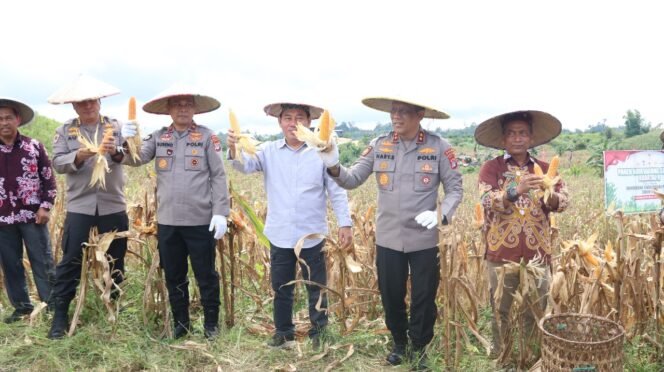 
					apolda Kalimantan Utara Irjen Pol. Hary Sudwijanto, S.I.K., M.Si., bersama PJU Polda Kaltara dan Kapolresta Bulungan Kombes Pol. Rofikoh Yunianto, S.I.K., serta unsur Forkopimda Provinsi Kalimantan Utara menghadiri Panen Raya Jagung Serentak Kuartal II Tahun 2025 yang dilaksanakan di Desa Kelubir, Kecamatan Tanjung Palas Utara, Kabupaten Bulungan, pada Kamis (5/6/2025).
