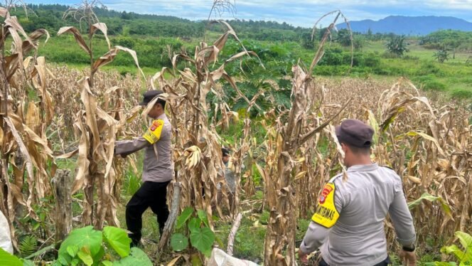 
					Polresta Bulungan menunjukkan komitmennya dalam mendukung program nasional Asta Cita yang diusung Presiden Prabowo Subianto dan Wakil Presiden Gibran Rakabuming Raka, khususnya di bidang ketahanan pangan.