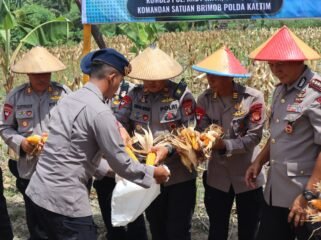 Dansat Brimob Hadiri Panen Jagung di Food Estate Brimob Samarinda, Dukung Ketahanan Pangan Nasional