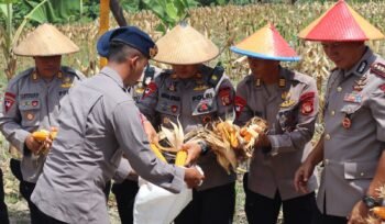 Dansat Brimob Hadiri Panen Jagung di Food Estate Brimob Samarinda, Dukung Ketahanan Pangan Nasional