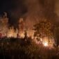 Sampai Malam, Tim Pemadam KPH Tarakan Berjibaku Padamkan Api di Kawasan Hutan Lindung. Foto: KPH Tarakan 