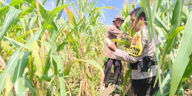 
					Personel Bhabinkamtibmas Polresta Bulungan Sambangi Petani Jagung. Foto: humas