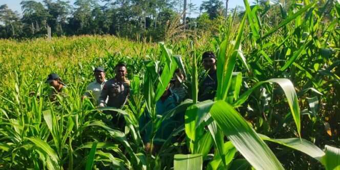 
					Polresta Bulungan dan Dinas Kehutanan Cek Lahan Jagung di Perhutanan Sosial Sajau Metun