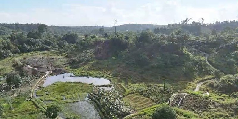 UPTD KPH Tarakan Tanah Pohon Gaharu