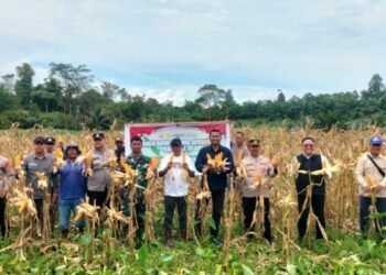 Dukung Ketahanan Pangan, Polsek Tanjung Palas Utara Ikut Panen Raya Jagung Serentak Tahap III