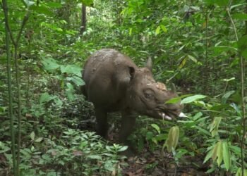 BKSDA Kaltim Siapkan Misi Penyelamatan Terakhir untuk Badak Pari