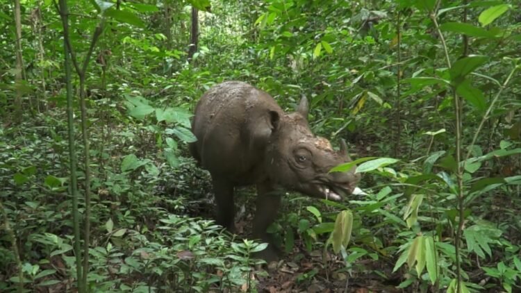 BKSDA Kaltim Siapkan Misi Penyelamatan Terakhir untuk Badak Pari