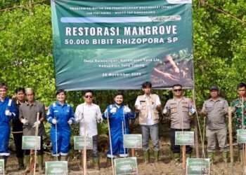 Peringati Hari Menanam Pohon Nasional, JOB Simenggaris Tanam 50.000 Mangrove di Pesisir Desa Sambungan, Kalimantan Utara