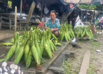Jelang Tahun Baru, Pedagang Jagung di Tarakan Mulai Menjamur Meski Masih Sepi Pembeli