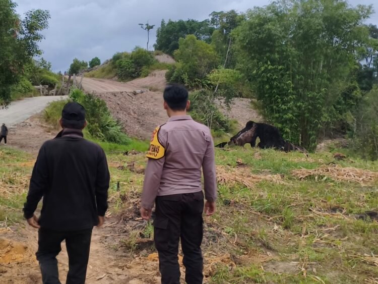 Dukung Ketahanan Pangan dan Asta Cita, Polresta Bulungan Bersama Polsek Jajaran Gencarkan Penanaman Jagung