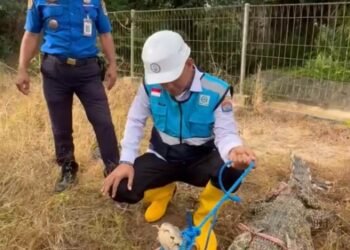 Satu Ekor Buaya di Embung Persemaian Berhasil Ditangkap, Diduga Masih Ada Predator Lain Berkeliaran