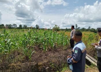 Polresta Bulungan Cek 150 Hektar Lahan Jagung di Desa Kelubir Menggunakan Drone
