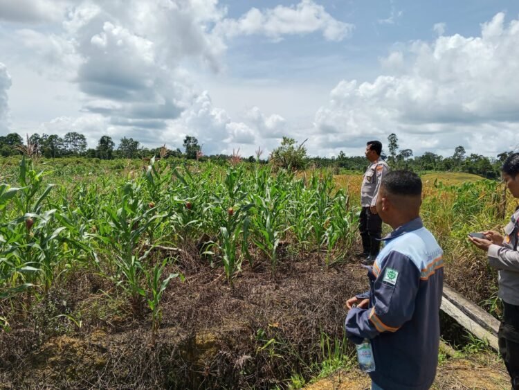 Polresta Bulungan Cek 150 Hektar Lahan Jagung di Desa Kelubir Menggunakan Drone