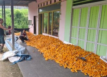 Dukung Ketahanan Pangan, Bhabinkamtibmas Polsek Tanjung Palas Utara Dampingi Kelompok Tani Panen Jagung