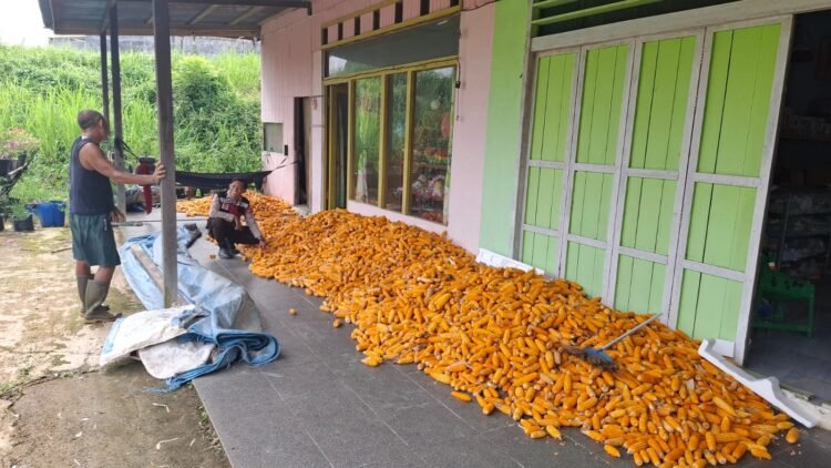 Dukung Ketahanan Pangan, Bhabinkamtibmas Polsek Tanjung Palas Utara Dampingi Kelompok Tani Panen Jagung