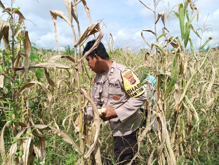 Dekat dengan Warga, Bhabinkamtibmas Desa Silva Rahayu Sambangi Petani Jagung dan Perkuat Ketahanan Pangan