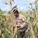 Dekat dengan Warga, Bhabinkamtibmas Desa Silva Rahayu Sambangi Petani Jagung dan Perkuat Ketahanan Pangan